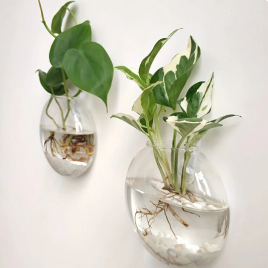plant wall vase